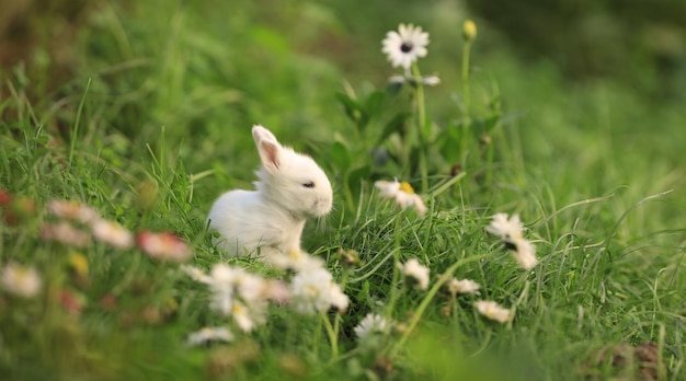 草の中の白いウサギ