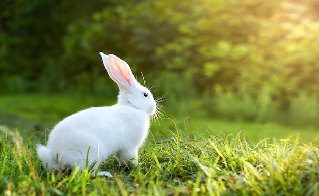 White rabbit in the grass