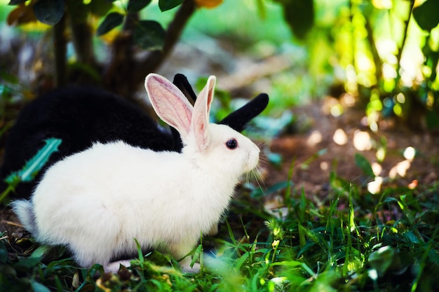 White rabbit on green grass