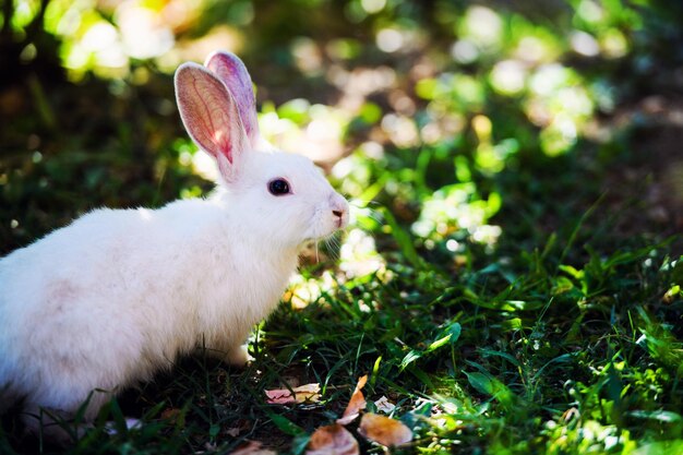 White rabbit on green grass