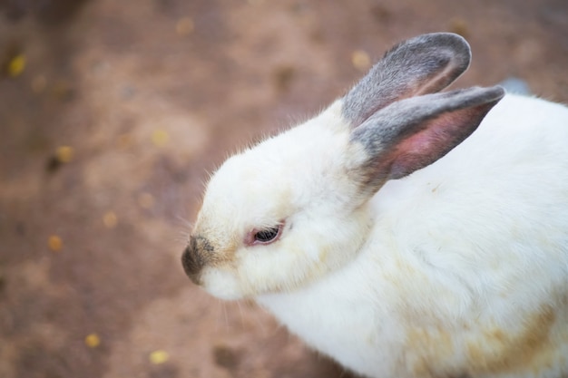 White rabbit on the ground