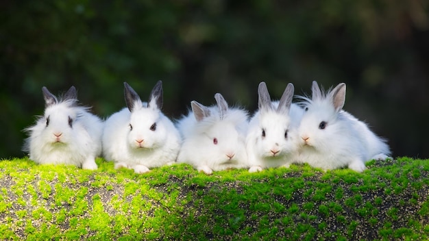 white rabbit group on green grass