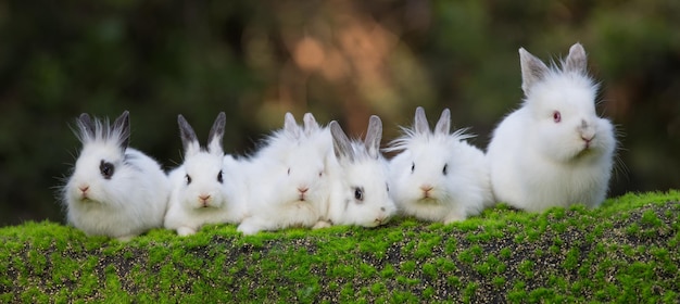 white rabbit group on green grass