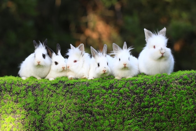 white rabbit group on green grass