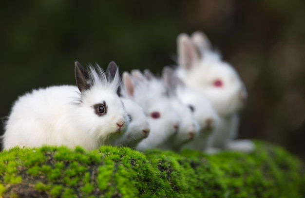 группа белых кроликов на зеленой траве