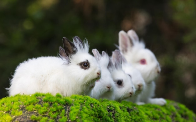 white rabbit group on green grass