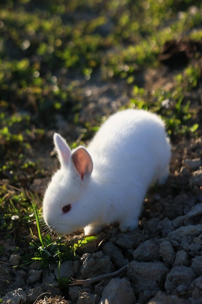 A white rabbit is walking on a rocky ground