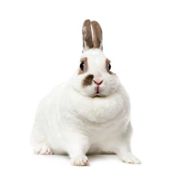 White Rabbit isolated on white