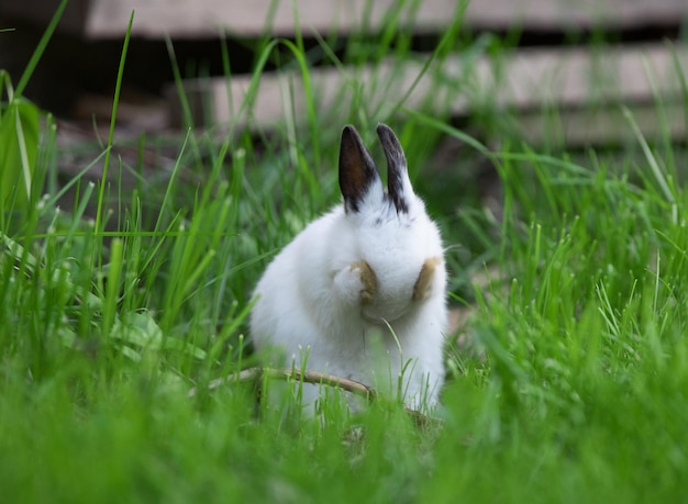 white rabbit on the lawn