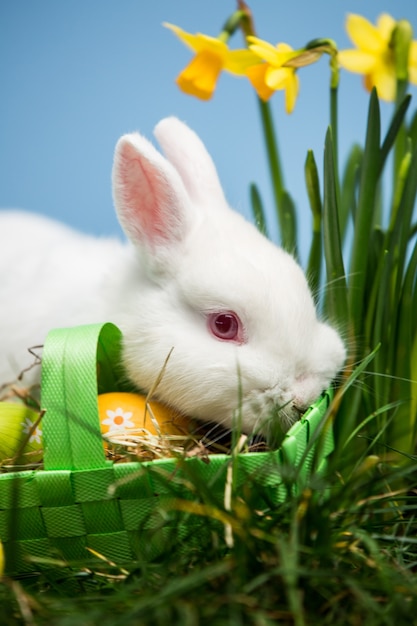 White rabbit resting on easter eggs in green basket 