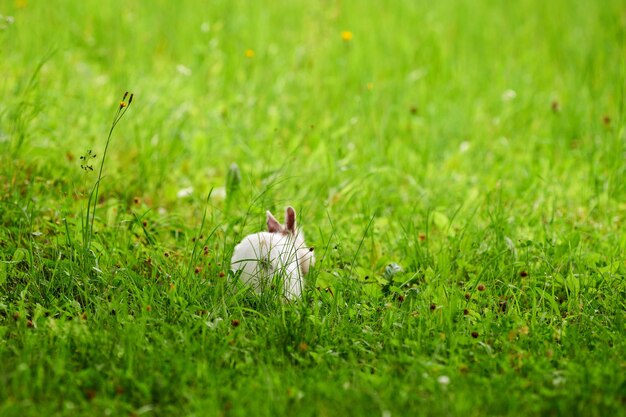 White rabbit running away on green grass blurred unfocused background little white rabbit on lawn