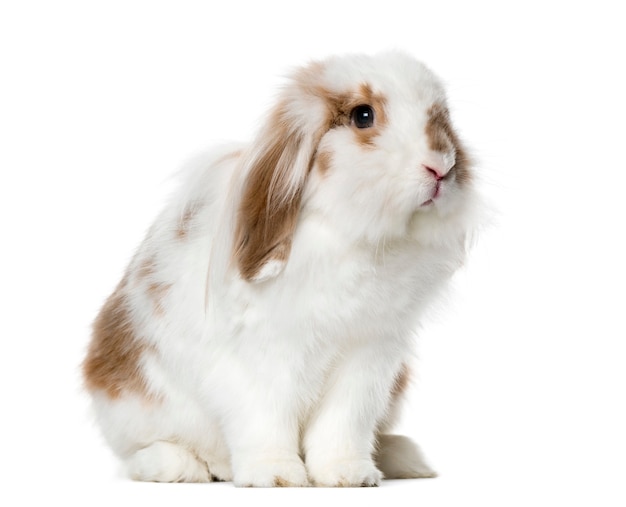 White rabbit sitting isolated on white