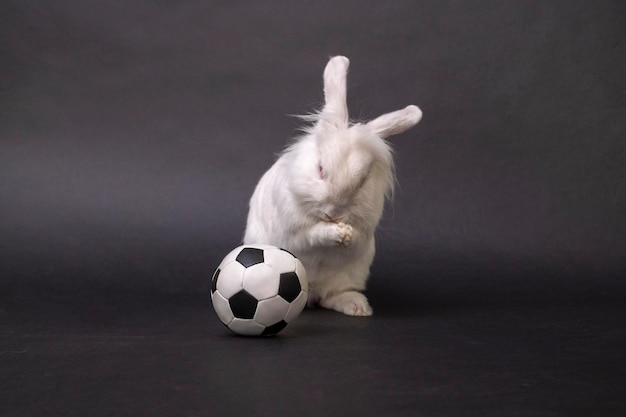子供のスポーツのための黒い背景のサッカーゲームの趣味の白いウサギとサッカーボール