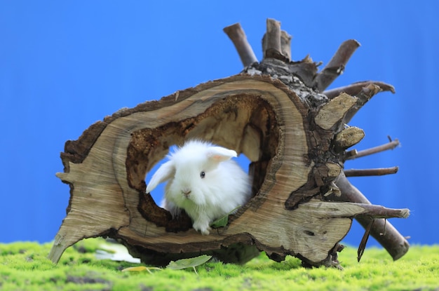 white rabbit on a stump