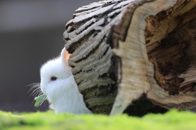 white rabbit on a stump