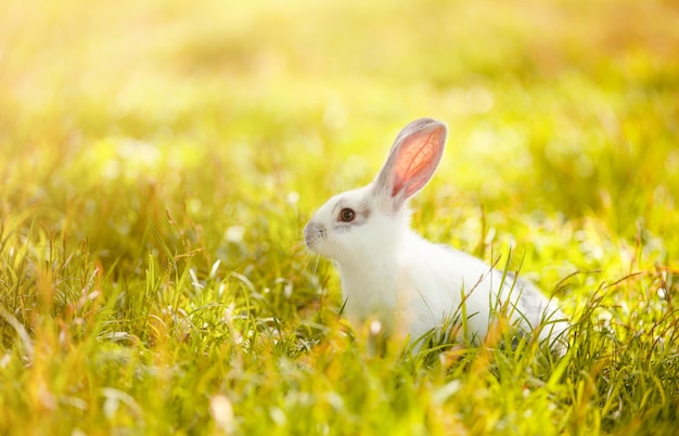 white rabbit on a sunlit green lawn