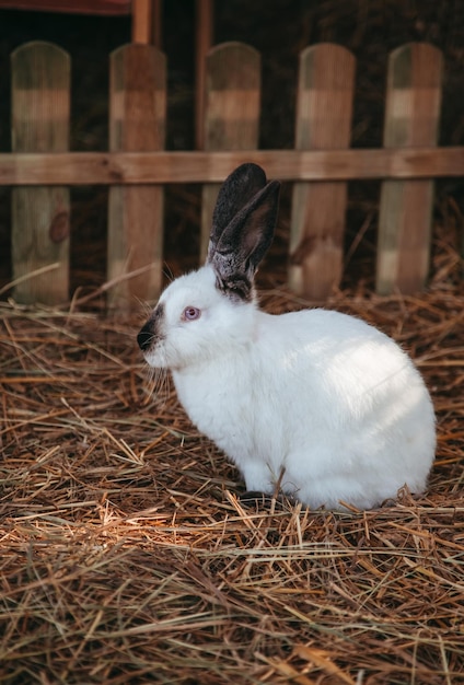 庭を歩く白いウサギ かわいい農場の動物 黒い斑点のある白いウサギ