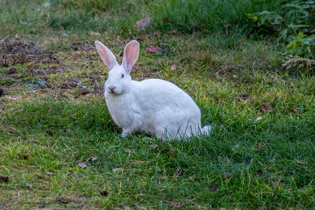 写真 白いウサギは緑の牧草地の上を歩く