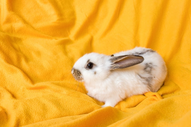 White rabbit on yellow background. Domestic animal, pet. Copyspace. Spring, Easter.