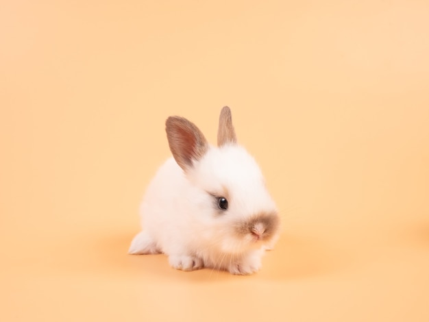 Photo white rabbit on yellow surface. cute baby rabbit.