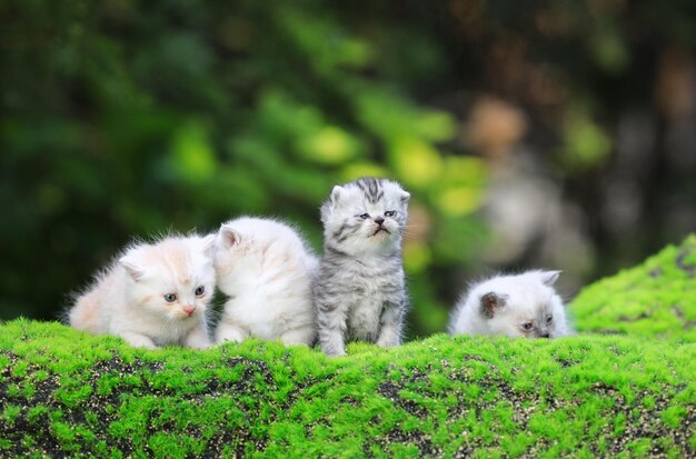 잔디에 흰 토끼와 새끼 고양이