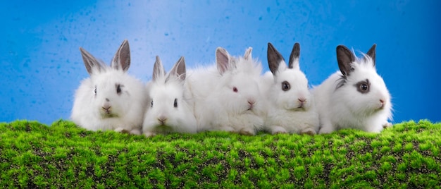 white rabbits on the grass and background blue background