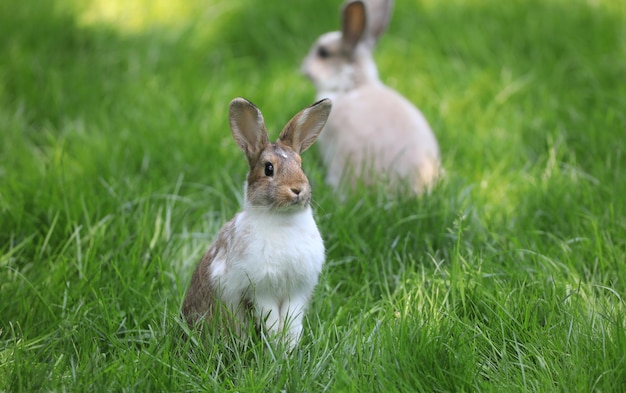 white rabbits on the grass