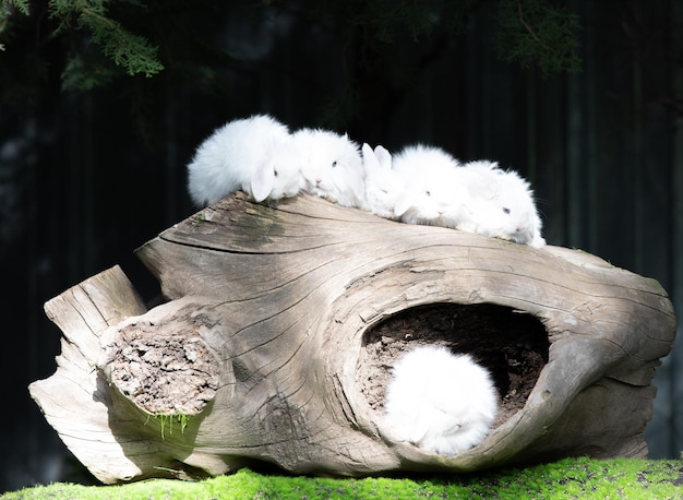 white rabbits on a log