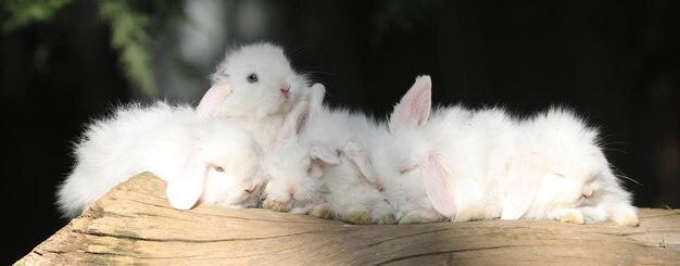 white rabbits on a log