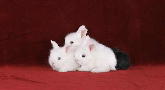 white rabbits on red velvet