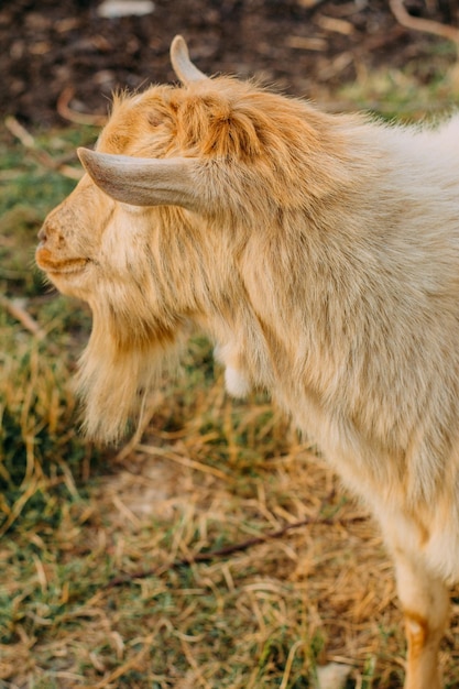 A white ram without horns is grazing