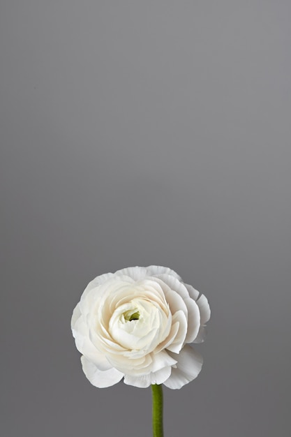 White ranunculus flower on a gray background