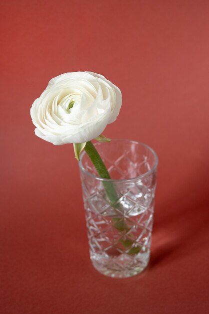 White ranunculus in vase against red brown