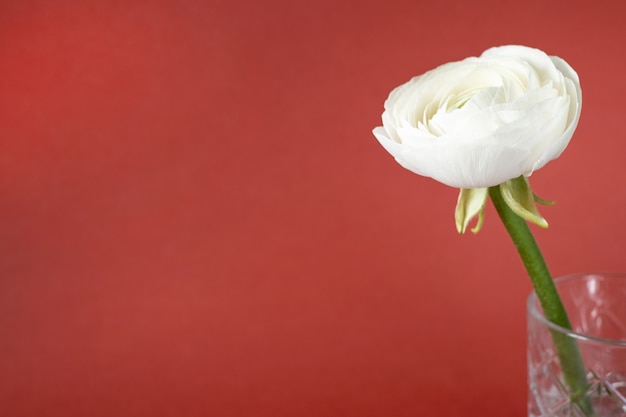 White ranunculus in vase against red brown