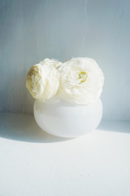 White ranunculus in vase on table against wall