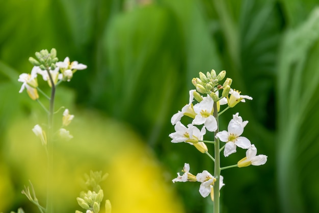 白い菜の花が畑にあります