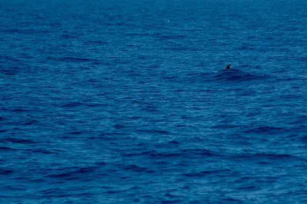 Белый редкий гусь Клювый китовый дельфин Ziphius cavirostris