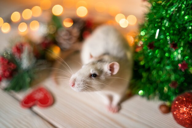 White rat on a Christmas tree