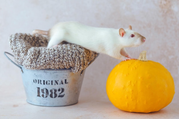 White rat climbing from the metal basket on to the pumpkin Clothing recycling.
