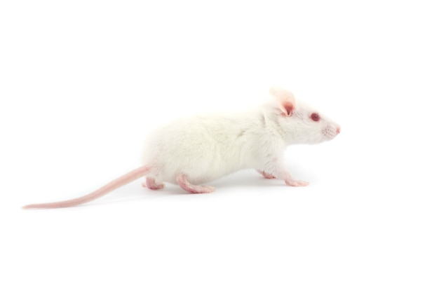 흰색 배경에 고립 된 흰 쥐