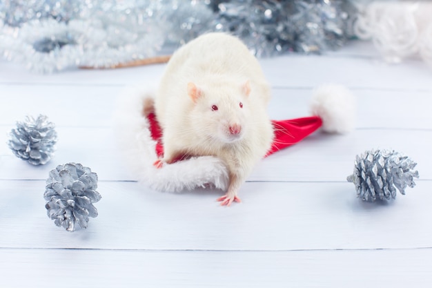 White rat looks out of a Christmas hat