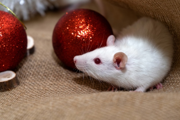 Белая крыса с новогодним украшением