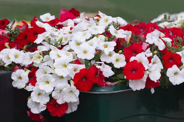 White and red blooming petunia plant in flower bed on green background