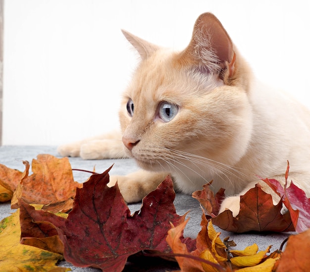 White red cat on concrete background in autumn leaves lying, playing, autumn concept.