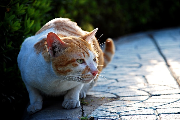 白と赤の猫が何かを凝視し、床に座っている