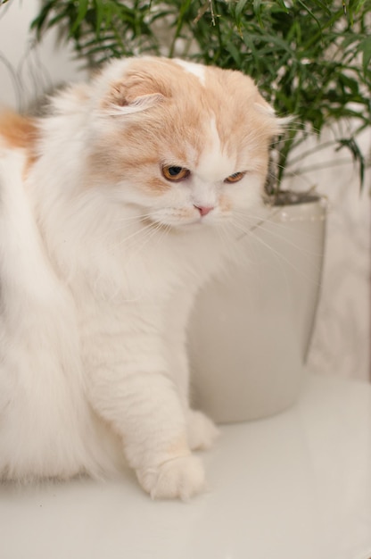 A white-red cat of the Scottish fold breed sits against the background of an indoor palm tree