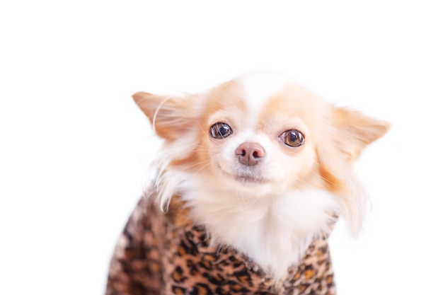 A white and red chihuahua dog in a fur coat with a leopard print A dog of a small breed