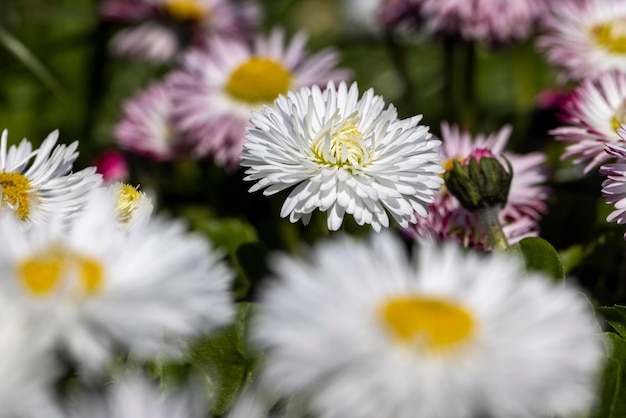 White and red daisies on the field