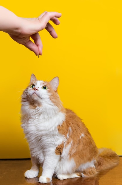 White-red fluffy 10-year-old cat looks at the treat in the owner's hand