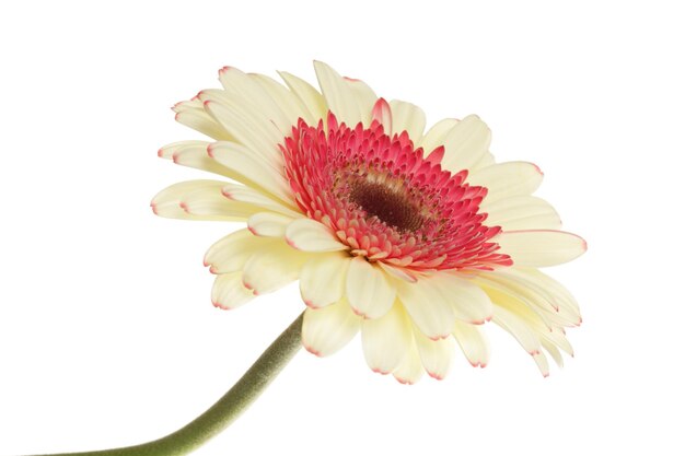 White and red gerbera flower isolated